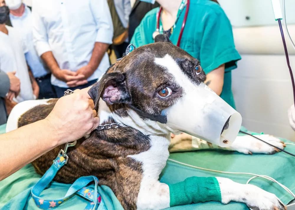 Mirim pede informações sobre hospital público veterinário - Câmara de Vereadores de Jaraguá do Sul