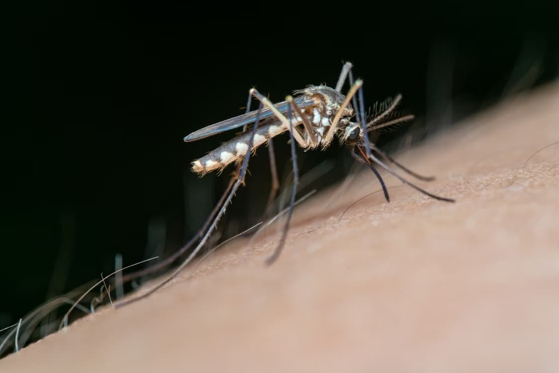 Dengue em Jaraguá do Sul: cidade já tem 1.239 focos do mosquito; veja 8 cuidados para proteger sua casa