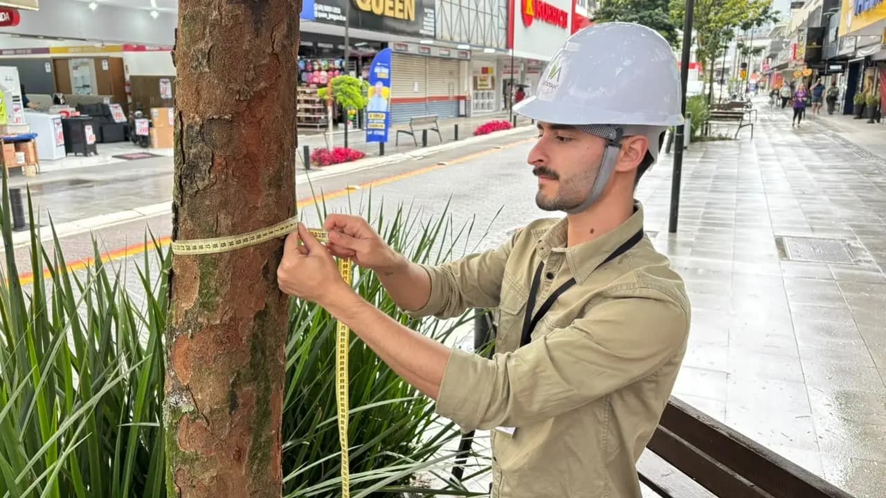 Levantamento vai mapear árvores em áreas públicas de Jaraguá do Sul - Diário da Jaraguá